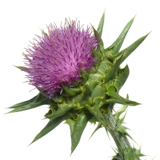 Milk thistle 